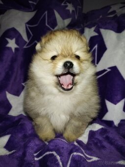 Pomeranian- německý špic - 6