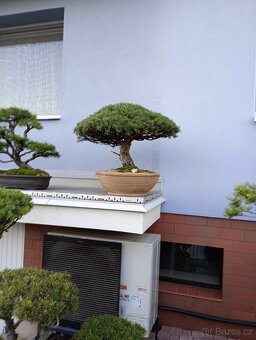 Borovice lesní bonsai - 6