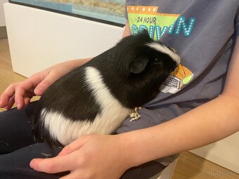 Morče, Morčata - 6