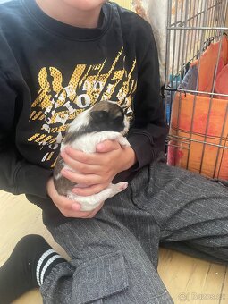 Prodám štěňátka shih-tzu - 6