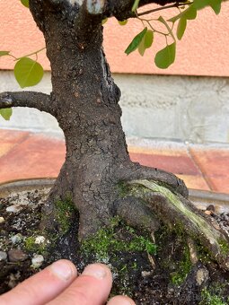 Bonsai, Bonsaj, mahalebka, solitéra - 6