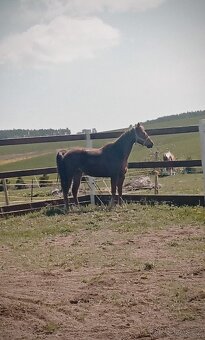 Appa valach nar.2017 s QH linií - 6