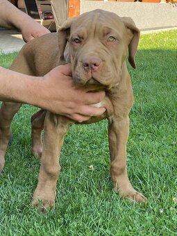 American Bully - 6