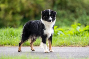 Sam Mini Cofi Capito - chovný pes miniaturní americký ovčák - 6