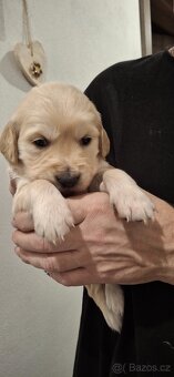 Zlatý retrívr bez PP - 6