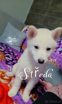 Shiba inu - 6