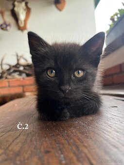 Koťátka - kocourci - 6