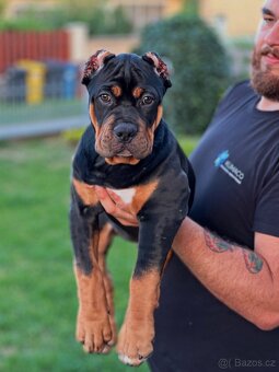 American bully xl/xxl Pitbull xxl - 6