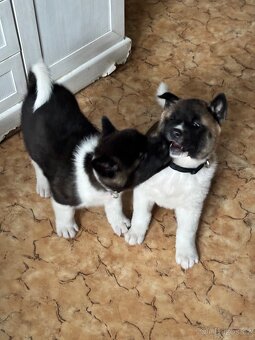 Americká akita - 6