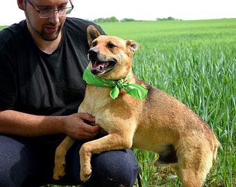 INKY K ADOOPCI - 2 ROKU,PŘÁTELSKÝ, KAMARÁD,VHODNÝ K SENIORŮM - 6