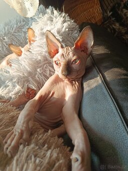 SPHYNX koťata bez PP - 6