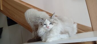 Ragdoll s pp - 6