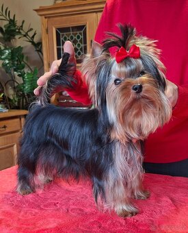 Yorkshire terrier s PP - psík - 6