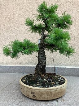Bonsai, Bonsaj, modřín - 6