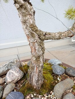 Borovice lesní (Pinus sylvestris) bonsai - 6