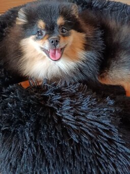 Pomeraniani s PP - 6