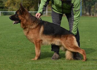 Německý ovčák - štěňátka s PP - 6