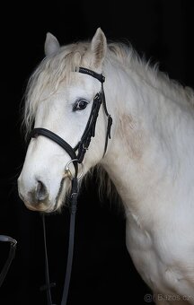 Pony valach na prodej - 6