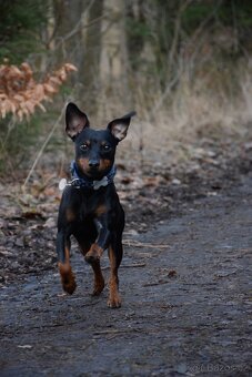 Nabídka ke krytí - 6