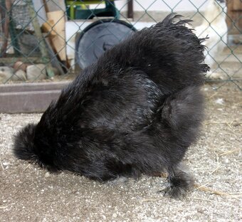 Hedvábnička velká - 6