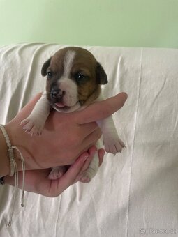 Jack Russel terier - 6