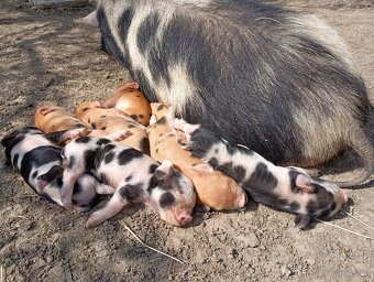 Kune Kune - selátka - 6