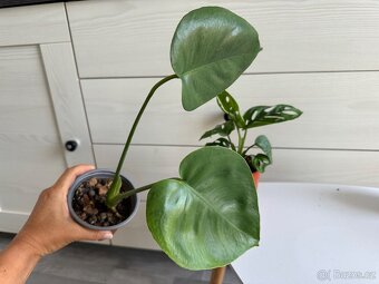 Monstera, cena za 3 rostliny 360 Kč. - 6