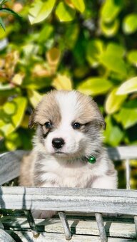 Welsh Corgi Pembroke - 6