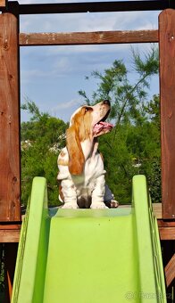 BASSET HOUND - 6