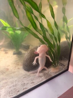 axolotl + akvárium SPĚCHÁ - 6