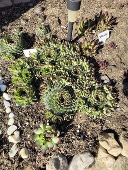 Prodám netřesky, okr. Znojmo - 6