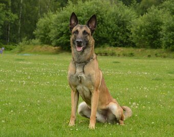 Belgický ovčák - malinois s PP - 6
