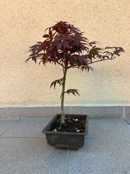 Bonsai, Bonsaj, japonský javor, skalky - 6