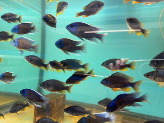 Tlamovci Copadichromis borleyi - 6