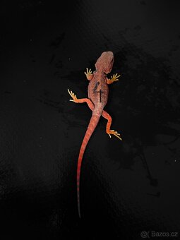 Agama vousatá RED - 6
