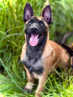 BELGICKÝ OVČÁK MALINOIS - ŠTĚŇATA S PP - 6