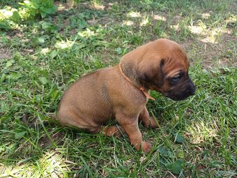 Rhodéský ridgeback - 6
