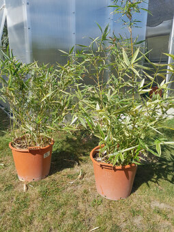 Bambus Metake Variegata - 6