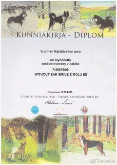 Československý vlčák s PP - 6