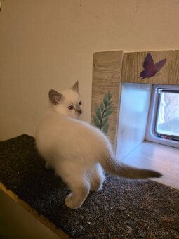 Britská blue point - 6