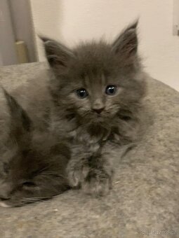 mainská mývalí koťata - 6