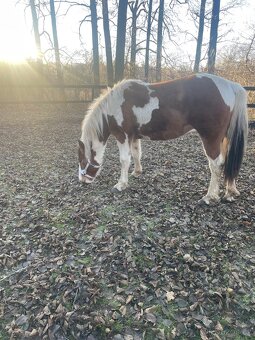 Strakatá kobylka - 6