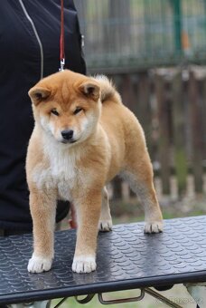 Shiba Inu s PP FCI - 6