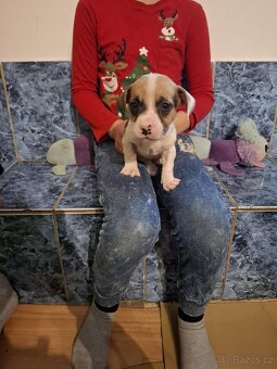 Stafordšírský bulteriér bez pp - 6