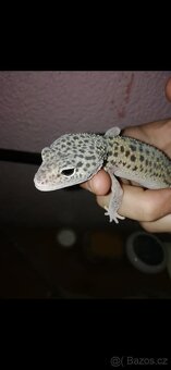 Terarium s gekoncikem - 6