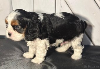 Kavalir King Charles spaniel - 6