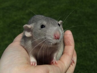 Dumbo, rex, obláčkový efekt - mláďata potkánků s VP - 6