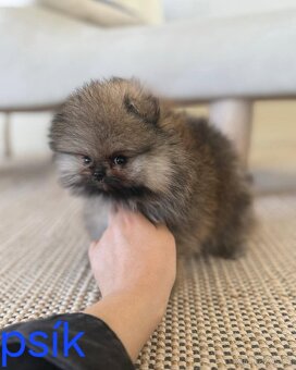 Pomeranian mini - 6