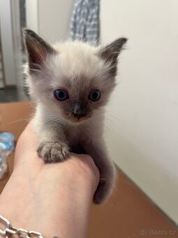 Ragdoll koťatka - 6