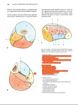 Prodám knihy, Anatomie 1,2,3 (R.Čihák) a Netter - 6